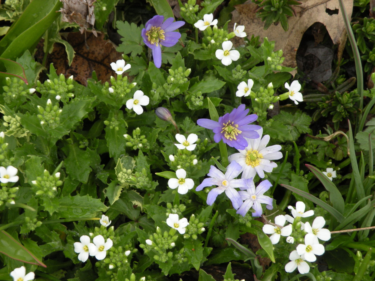 Winter Color Evergreen Perennials Bobbie's Green Thumb