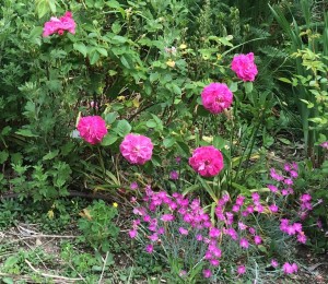 'Rosa 'Molineux' with  Dianthus 'Firewitch in June