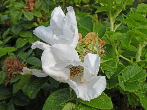 Rosa rugosa 'Alba' at Toledo Botanic Garden