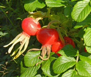 Hips of Rosa rugosa 'Coeur d'Alene' last September in my garden