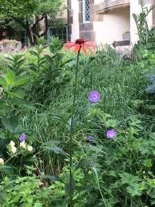 Geranium 'Rozanne' with Potentilla recta 'Pallida' and Echinacea 'Hot Summer' this past June