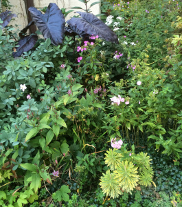Colocasia 'Black Magic' in back of Phlox 'Shortwood', Eupatorium 'Chocolate', Euphorbia 'Ascot Rainbow'