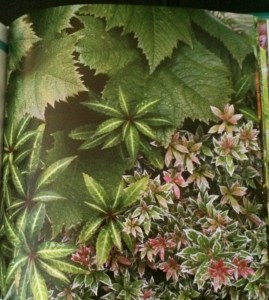 Fine Foliage combo of Rodgersia podophylla 'Rotlaub', Impatiens omeiana, Pieris japonica 'Little Heath'
