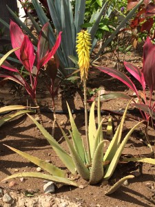 Aloe barbadensis Miller