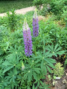 Lupinus 'Gallery Blue' in my garden in late May 