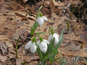 Galanthus elwesii (Snowdrops)