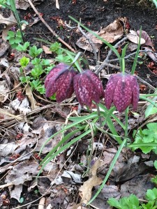 Fritillaria meleagris is lovely in mid- April but will disappear by the end of the month