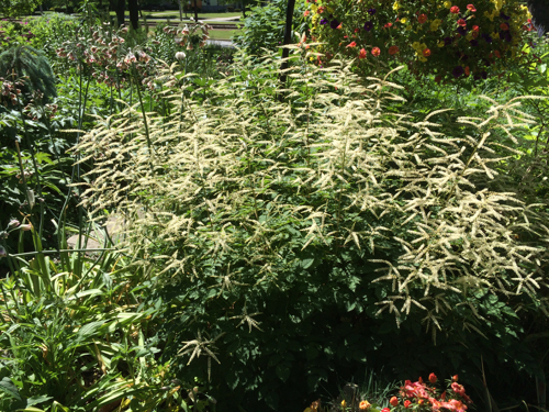 Shrubs And Perennial Plants In Cleveland Bobbies Green Thumb