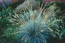 Helictotrichon sempervirens is a grass for sunny dry sites that keeps its color year round.