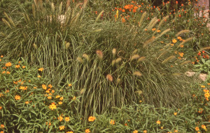 Zinnia angustifolia yellow as edger in front of Pennisetum 'Hameln'