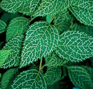 Closeup of Forsythia 'Kumson' foliage