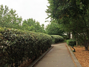 La Promenade Planteé  - pruned shrubs in border bed 