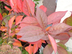 Itea virginica 'Little Henry' - Fall garden shrub foliage - 18405 left garage bed - 11/14/08