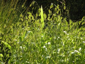 Backlit Chasmanthium latifolium 
