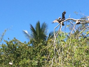 Frigate birds in tree
