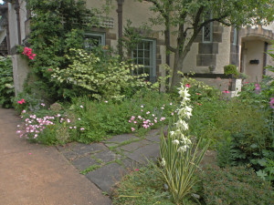 Repetition of white and pink: Fallopia japonica 'Variegata' and Yucca ''Bright Edge'in my garden in mid June