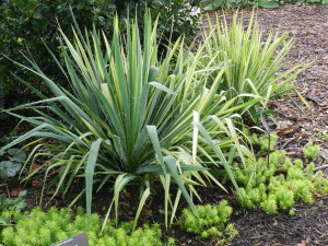 Yucca filamentosa 'Golden Sword' with Sedum 'Angelina' at  Cylburn Arboretum in Baltimorein late July