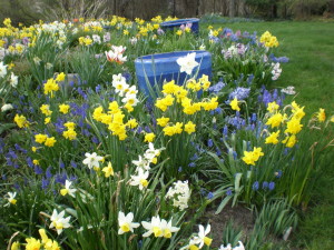 Blue pots echo color of  spring bulbs 