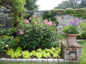 Poor layering - only short and tall, no middle layer between Hibiscus and Heuchera;