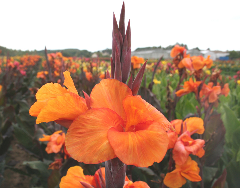 Канна индийская canna Indica