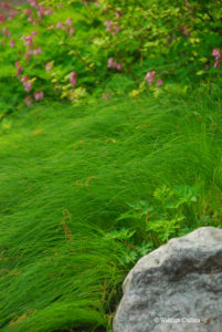 Carex pensylvanica; photo by Williiam Cullina