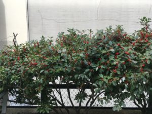 Ilex verticillata 'Red Sprite' berries