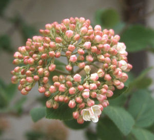 Imagine following your nose and finding the pink buds of Viburnum carlesii that open to softball-sized globes of white florets.