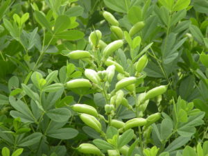 Baptisia australis pods in August that will turn black in fall