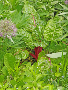 Overwintered Chard 'Bright Lights' with Allium and Lilium foliage