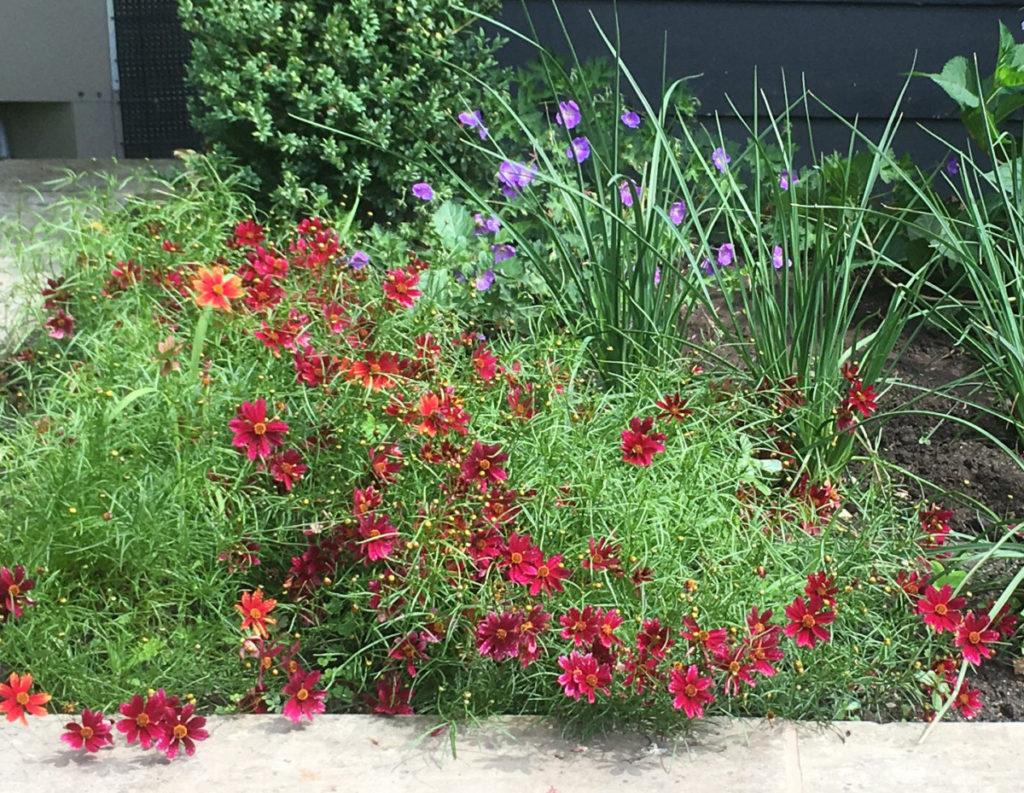 Coreopsis (Tickseed) | Bobbie's Green Thumb