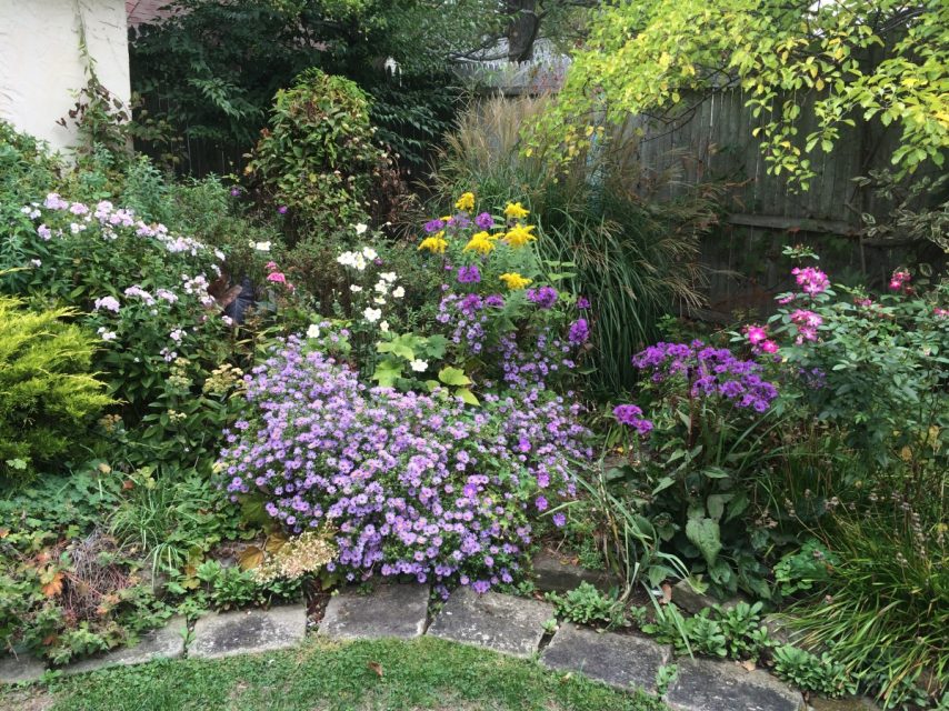 Fall Blooming Asters | Bobbie's Green Thumb